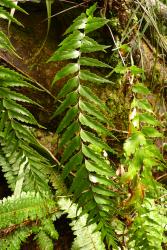 Asplenium polyodon. Epiphytic plant with pinnate fronds. 
 Image: L.R. Perrie © Te Papa CC BY-NC 3.0 NZ